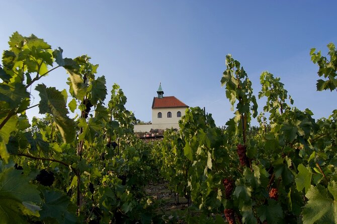 2.5-Hour Prague Wine Tasting Walking Tour - Prague wine tasting on foot: why this tour works