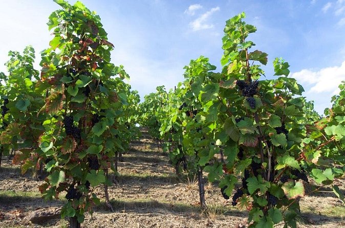 2.5-Hour Prague Wine Tasting Walking Tour - Who should book this Prague wine tasting walking tour