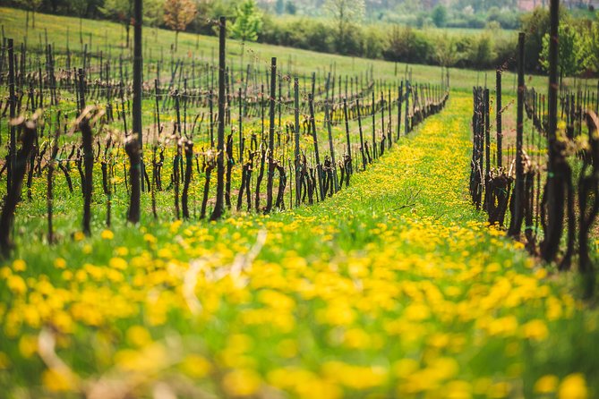A delightful wine tasting in the scenic countryside with lunch - Price and value: what $360.83 buys for a full day outside Prague