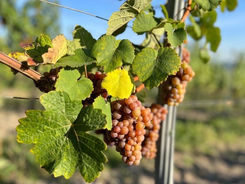 Czech Vineyards and Wine Tasting 4WD Tour with Lunch - Soil and technique: why you get more than one version of the same idea