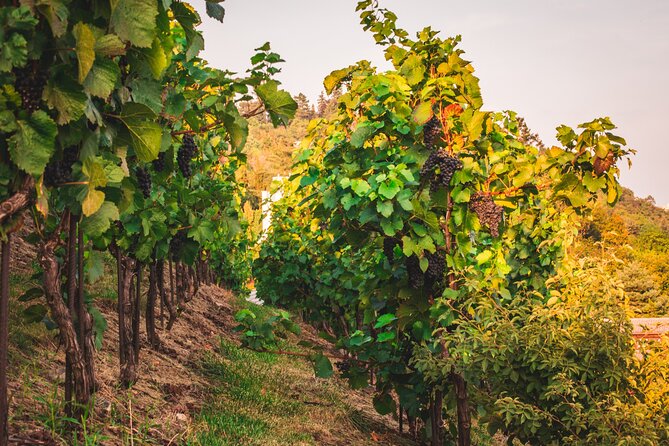 Full Day Private Tour to Kutná Hora with Wine Tasting - Why Kutná Hora is worth trading Prague time for one full day