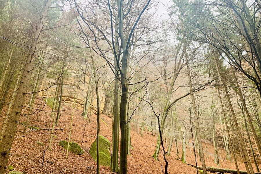 Prague: All-inclusive trip to Bohemian and Saxon Switzerland - A la carte Czech lunch: where the day regroups