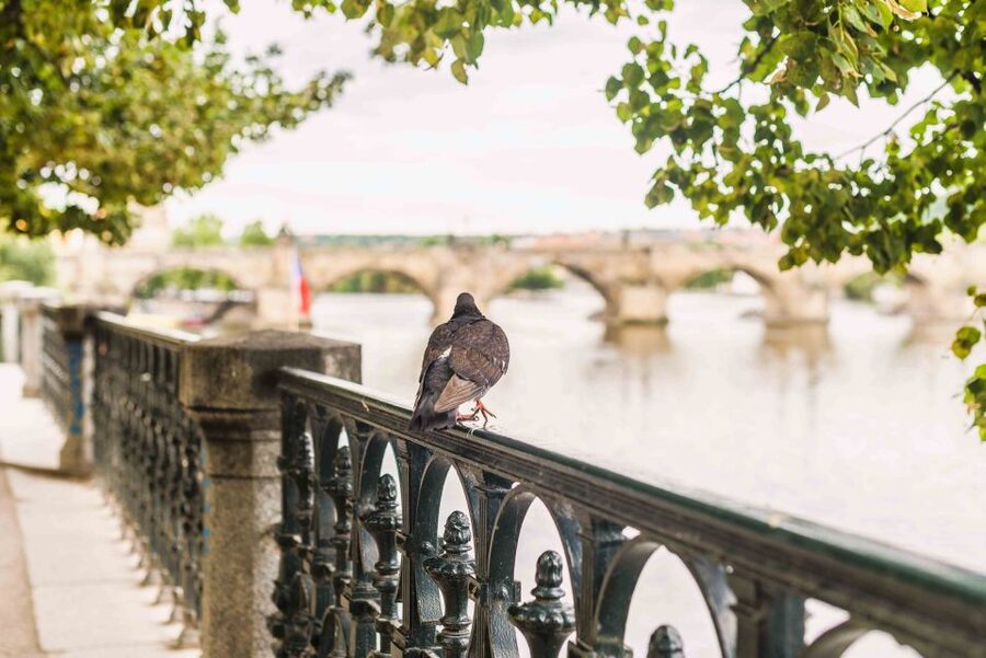 Prague Beer Tour Audio Guide with Ticket to Exhibition - Stage 1 Prague center walking tour: Charles Bridge, Prague Castle, Strahov