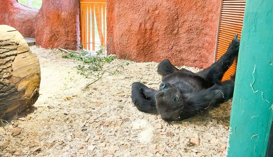 Prague: Prague Zoo Audio Guide with E-Ticket - Animal Viewing Details: Getting Closer When the Design Allows It