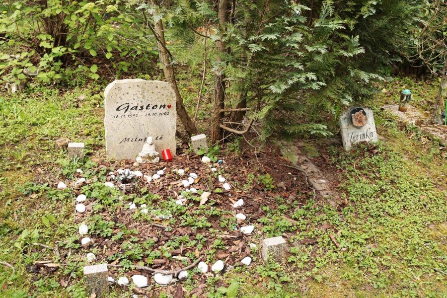 Prague: Psychiatric Hospital and Abandoned Cemetery Tour - Wards, Patient Stories, and the Rosenham Experiment