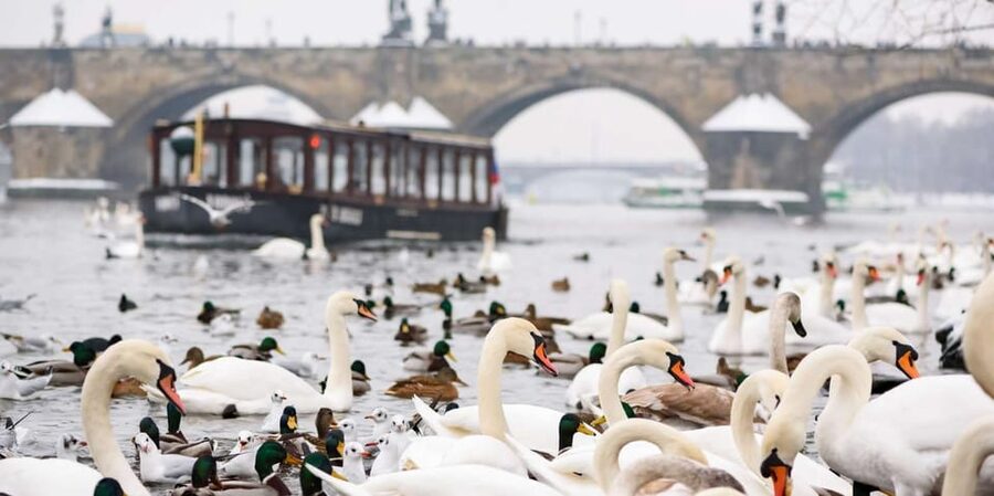 Prague: River Cruise, Charles Bridge Museum, & Walking Tour - Key highlights you should know