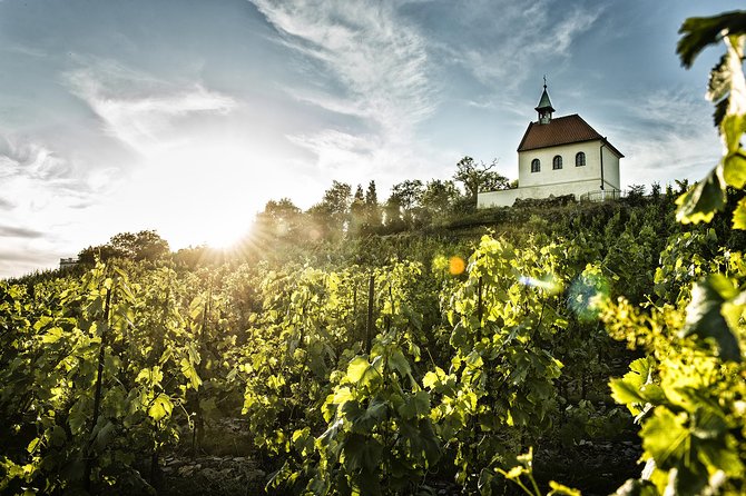 Prague´s Hidden Vineyards Private Tour - The wine house terrace tasting, pairing local cheese, and asking better questions