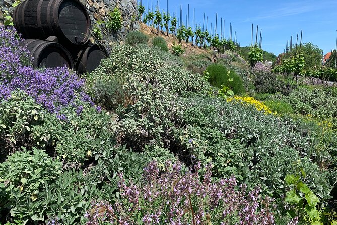 Prague´s Hidden Vineyards Private Tour - Troja vineyards and grape variety spotting with the city below