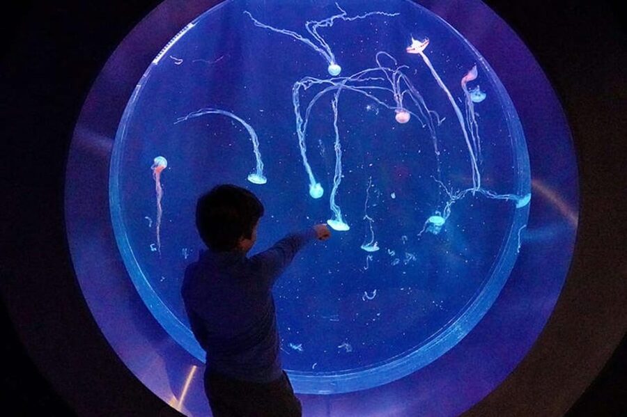 Prague: The World Of Jellyfish Entry Ticket w/ Drink - Key things to know before you go