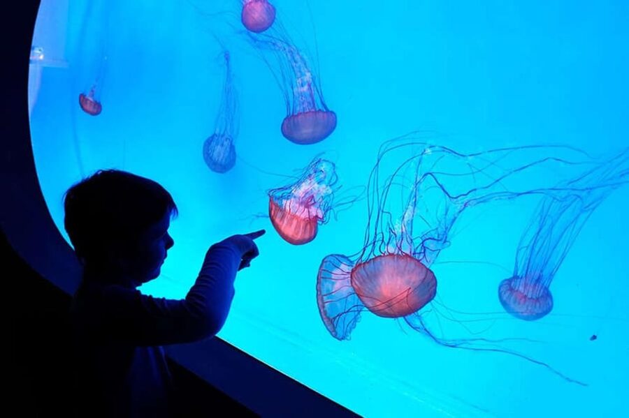 Prague: The World Of Jellyfish Entry Ticket w/ Drink - Jellyfish + audiovisual effects: when the tech supports the science