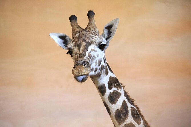 Prague Zoo Admission Ticket including Round Trip Transfer - Key Things I’d Prioritize