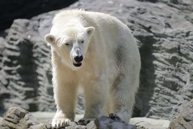 Prague Zoo Admission Ticket including Round Trip Transfer - The Value of a Zoo Ticket Plus Door-to-Door Transport