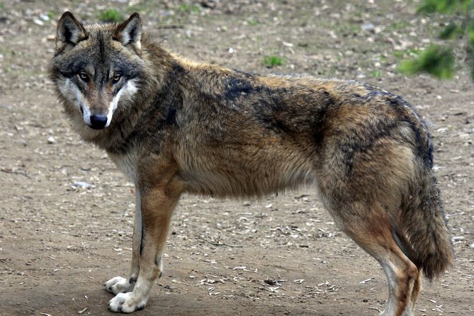Prague Zoo Admission Ticket including Round Trip Transfer - Conservation and Education: Why Your Ticket Means Something