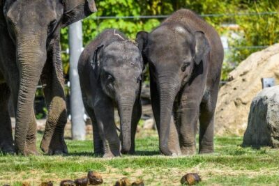Prague Zoo Admission Ticket including Round Trip Transfer