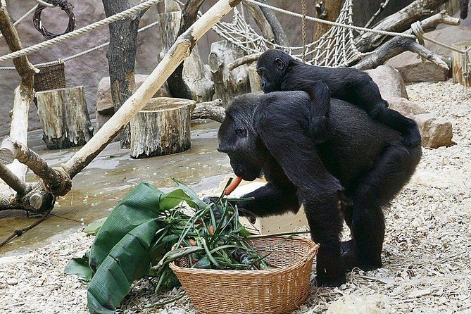 Prague Zoo Admission Ticket including Round Trip Transfer - Comfort, Access, and Practical Notes for Prague Zoo