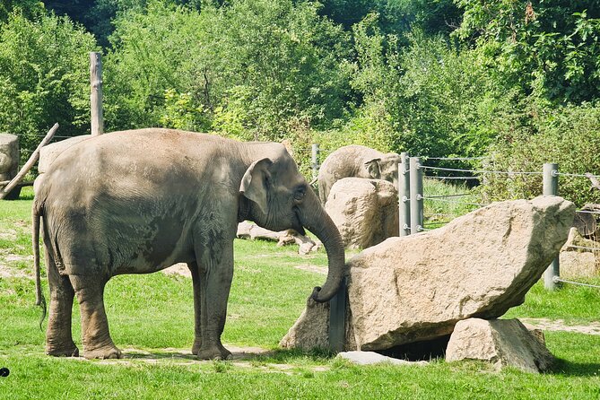 Prague Zoo Admission Ticket with Transfer and Audio Guide - Key Highlights You’ll Care About