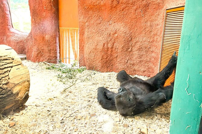 Prague Zoo Admission Ticket with Transfer and Audio Guide - Prague Zoo Time: How to Make Your Route Feel Efficient