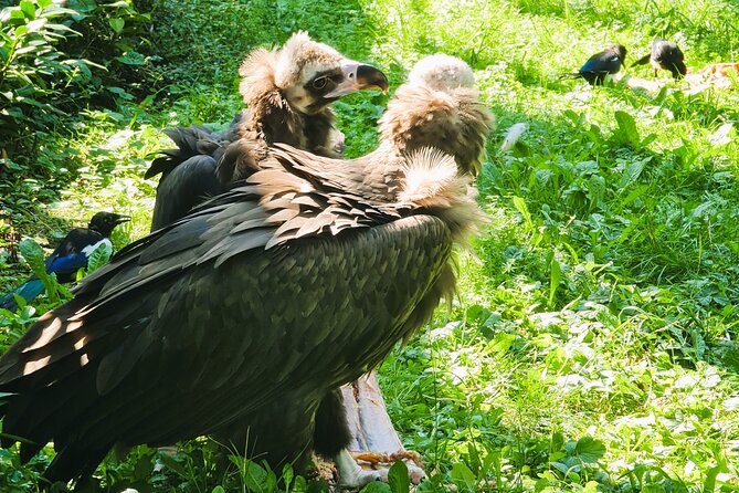 Prague Zoo Admission Ticket with Transfer and Audio Guide - Price and Value: What $38.59 Really Buys You
