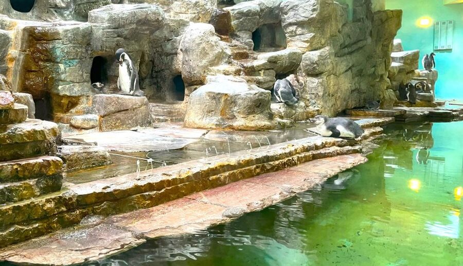 Prague Zoo Online Audio Guide (No ticket) - Getting Started at the Main Entrance, With No Zoo Ticket Included