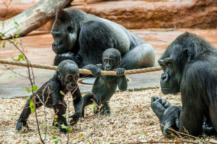 Prague Zoo: Skip-the-Line Entry Ticket - Skip-the-Line Entry, What It Really Means at Prague Zoo