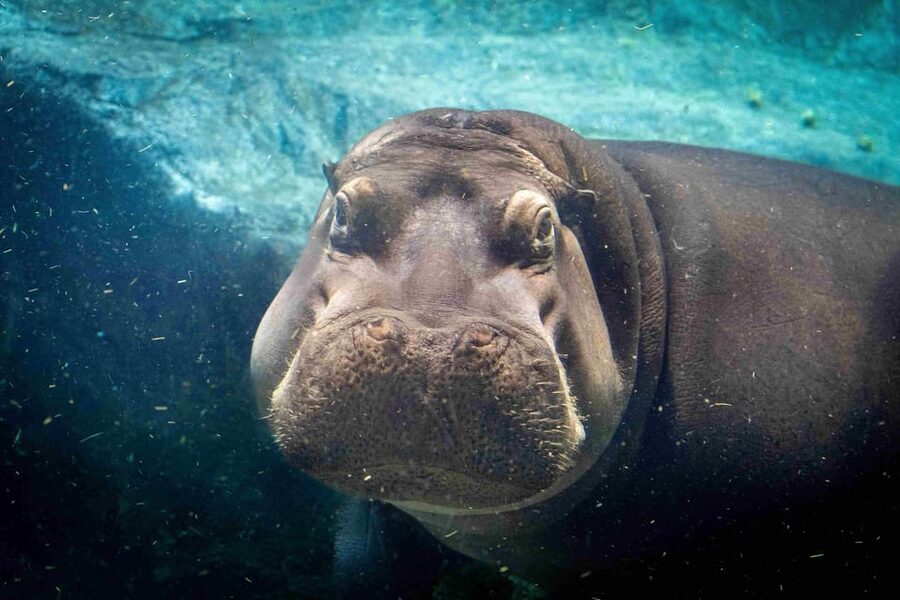 Prague Zoo: Skip-the-Line Entry Ticket - The Animal Stars, From Polar Bears to Hippos (and Beyond)