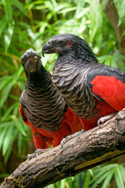 Prague Zoo: Skip-the-Line Entry Ticket - Building Your Route, How to Use the Zoo’s Best Stops