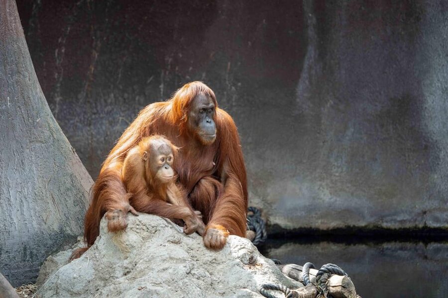 Prague Zoo: Skip-the-Line Entry Ticket - Rules You Actually Need to Know Before You Go