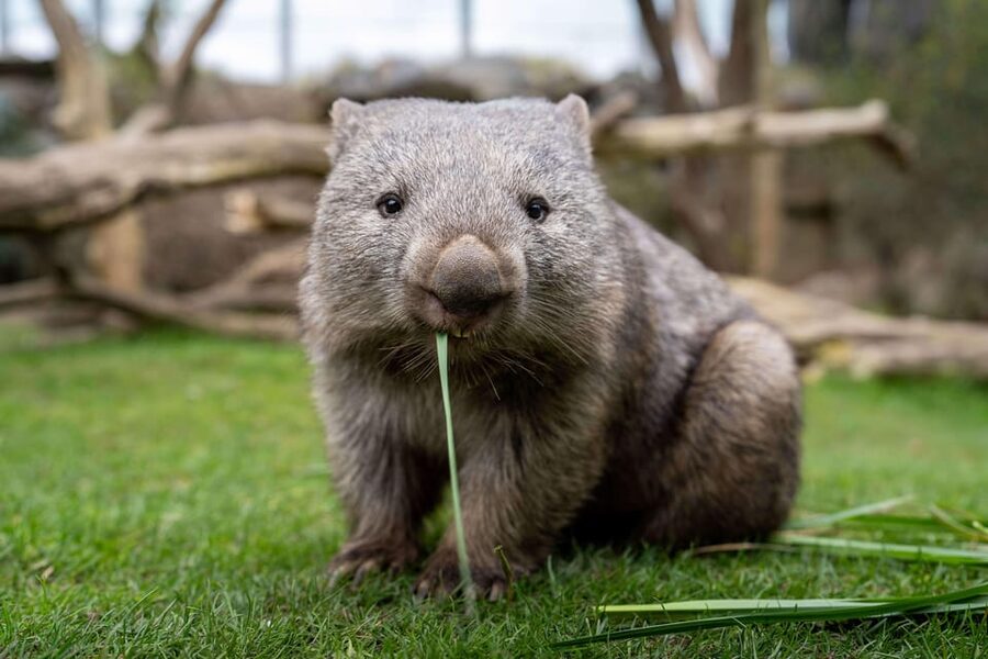 Prague Zoo: Skip-the-Line Entry Ticket - Value for About $15, When This Ticket Makes Sense