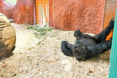 Prague Zoo Ticket with Online Audio Guide