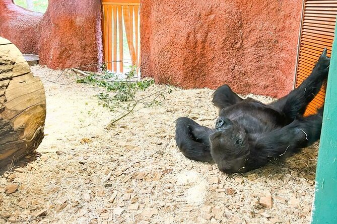 Prague Zoo Ticket with Online Audio Guide - The audio guide on your phone: what you can expect in real time