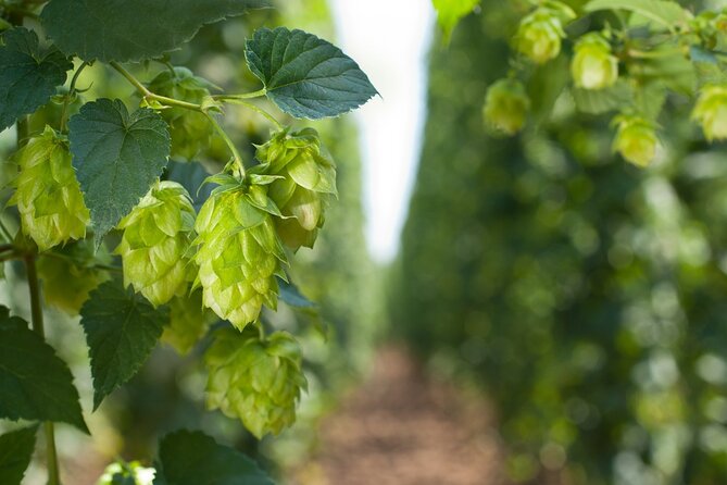 UNESCO Žatec The Town Where Beer is at Home Day Trip - Stop 1: Zatec Town Walking With Hop-Growing Roots
